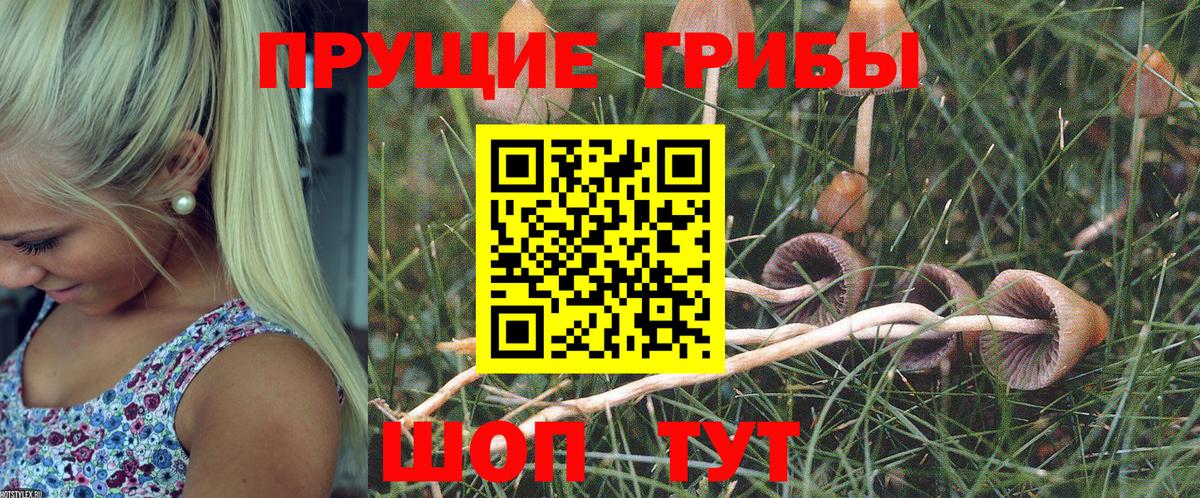 Махачкала  Галлюциногенные грибы Psilocybine cubensis  Вход с VPN 